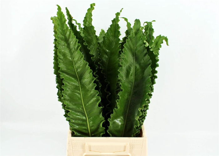 <h4>Asplenium Osaka</h4>