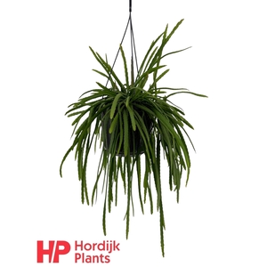 Lepismium bolivianum