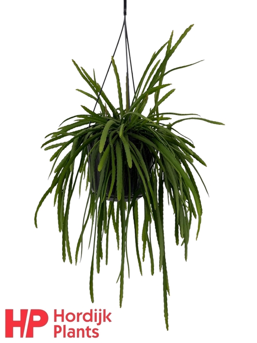 <h4>Lepismium bolivianum</h4>