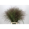 Panicum Warrior