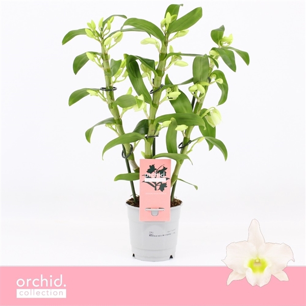 <h4>Dendrobium Nobilé, Apollon 3-spike Compact 'Orchid Collection'</h4>