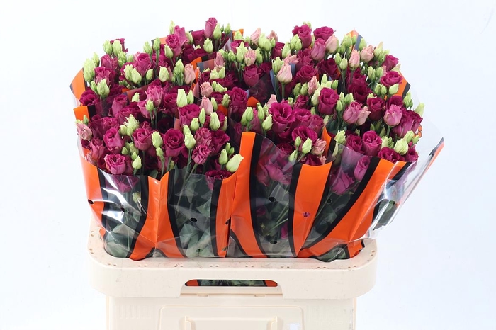 <h4>Eus G Arosa Red</h4>