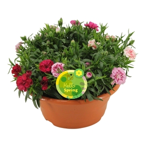 Hello Spring Dianthus Oscar in Plastic Terracotta Schaal Carnaval