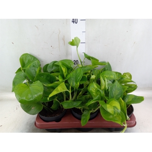 Epipremnum pinn. 'Global Green'