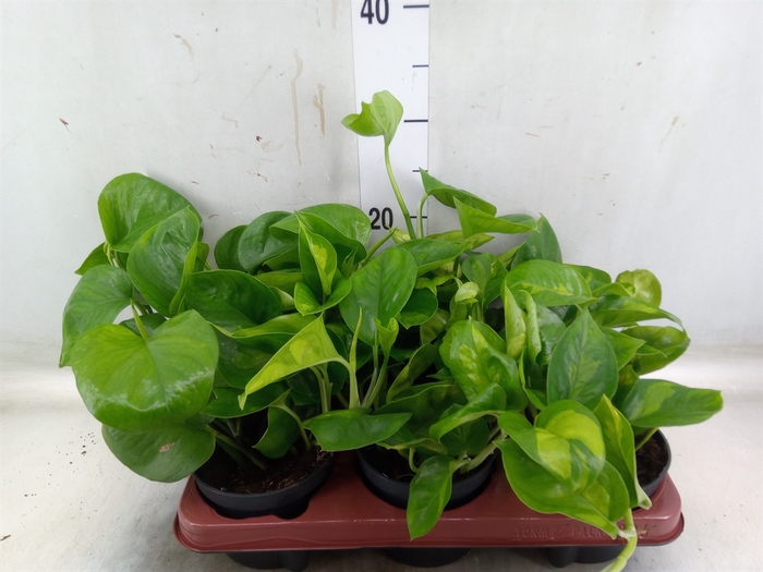 <h4>Epipremnum pinn. 'Global Green'</h4>