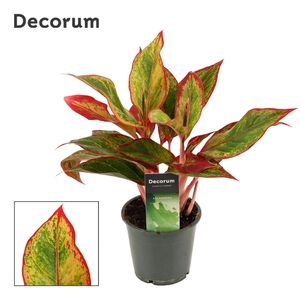 Aglaonema Red Fire 12 cm (Decorum)