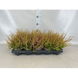 Calluna vulg. 'Tib'