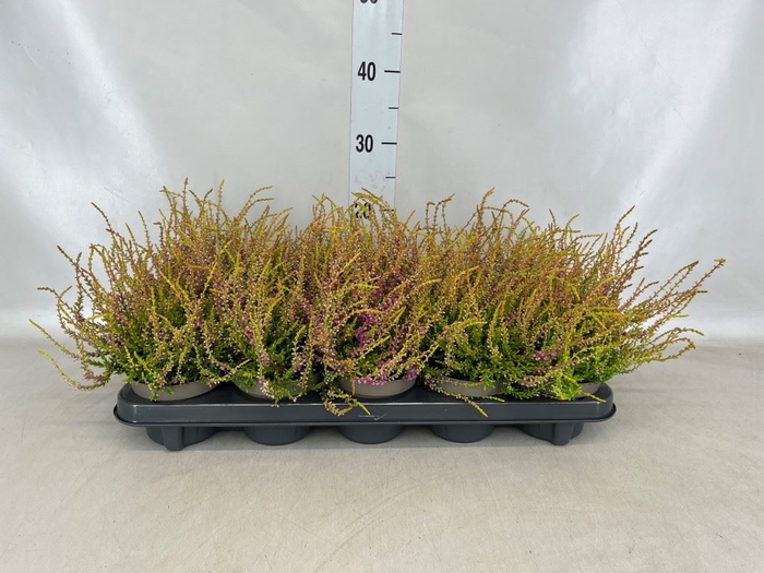 <h4>Calluna vulg. 'Tib'</h4>
