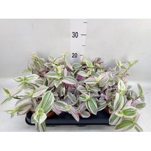 Tradescantia   ...