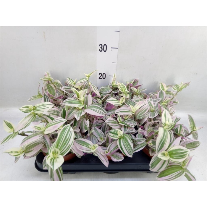 <h4>Tradescantia   ...</h4>