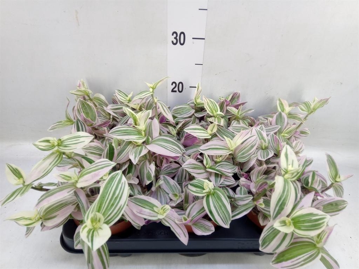 Tradescantia   ...