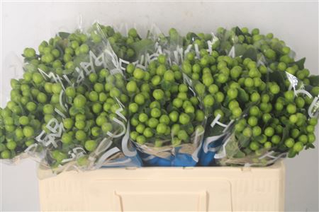 <h4>Hyp Coco Bamboo Green</h4>