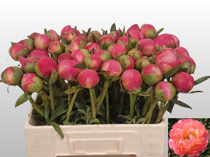 <h4>PAEO  CORAL CHARM</h4>