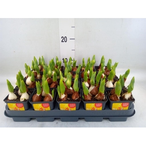 Tulipa DU 'Yellow Baby'