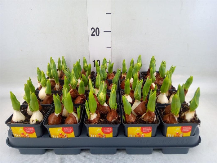 <h4>Tulipa DU 'Yellow Baby'</h4>