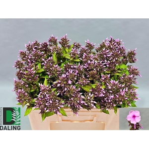 PHLOX P BRI EYES