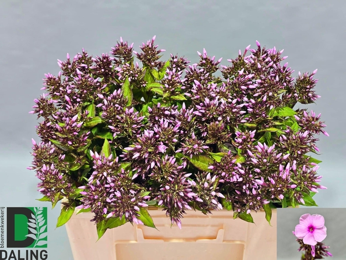 <h4>PHLOX P BRI EYES</h4>