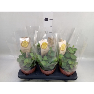 Peperomia tetraphylla 'Hope'