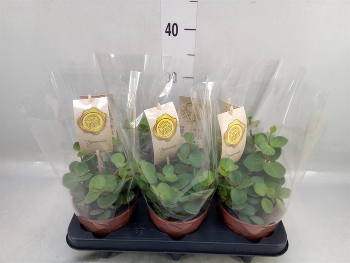 <h4>Peperomia tetraphylla 'Hope'</h4>