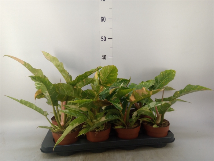 <h4>Philodendron  'Ring of Fire'</h4>