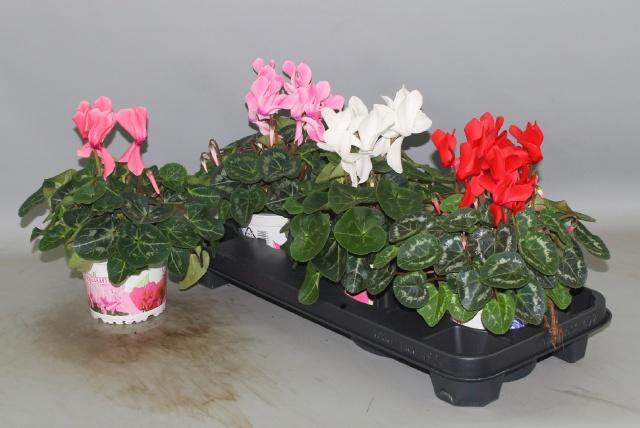 <h4>CYCL GR SUP XL</h4>