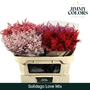 Solidago L80 Klbh. Love mix