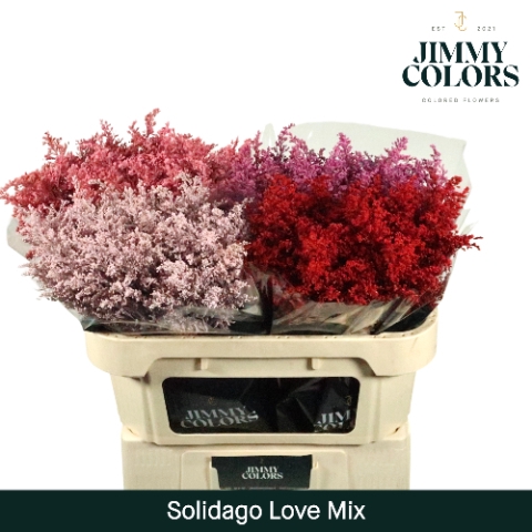 <h4>Solidago L80 Klbh. Love mix</h4>