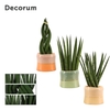 Sansevieria cylindrica 9 cm mix in Evita (Craft world-collection