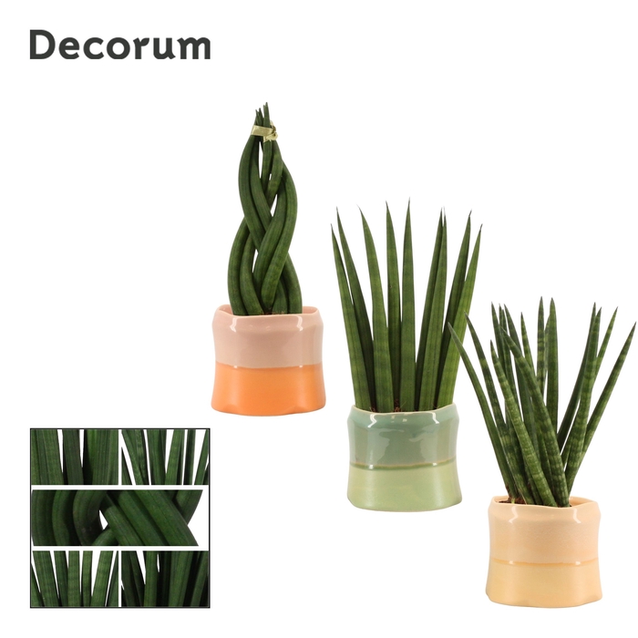 Sansevieria cylindrica 9 cm mix in Evita (Craft world-collection