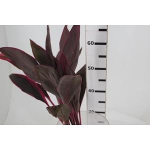 FOLHAGEM DRACENA BABY PINK