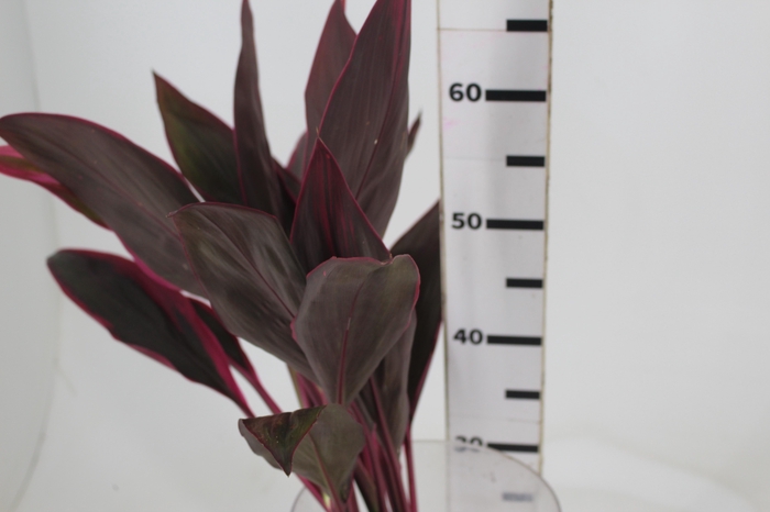 <h4>FOLHAGEM DRACENA BABY PINK</h4>