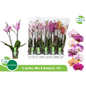 PHAL GEM 8 KL