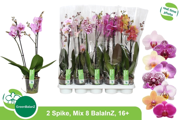 <h4>PHAL GEM 8 KL</h4>