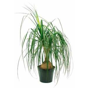 BEAUCARNEA RECURVATA TR3 25L
