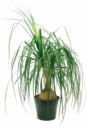 <h4>BEAUCARNEA RECURVATA TR3 25L</h4>