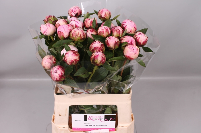 <h4>Paeonia Sarah Bernhardt</h4>