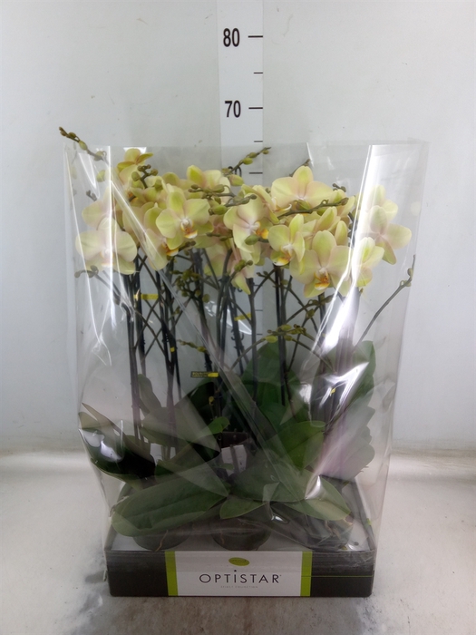 <h4>Phalaenopsis   ...yellow</h4>