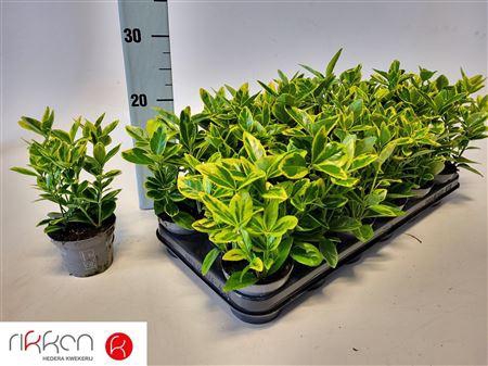 <h4>Euonymus Ja Aureomar</h4>