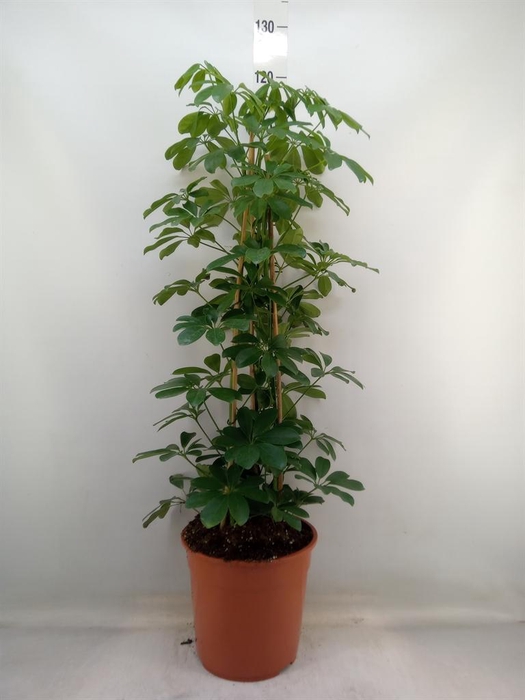 <h4>Schefflera arbor. 'Compacta'</h4>