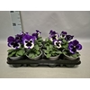 Viola wittrockiana F1 Violet & White