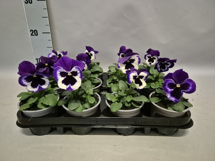 Viola wittrockiana F1 Violet & White