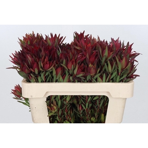 Leucadendron Blush Spray