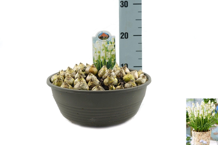 <h4>Muscari Casablanca</h4>