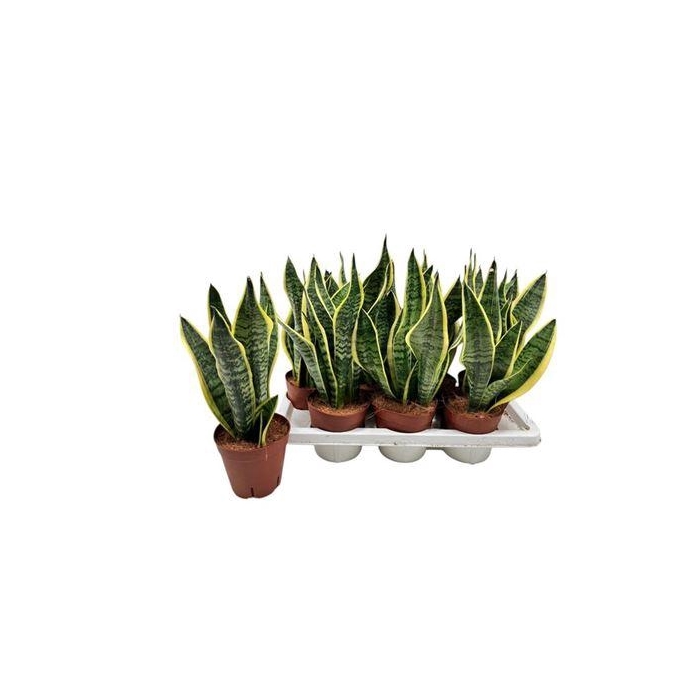 <h4>Sansev Futura Superb</h4>