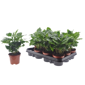 COFFEA ARABICA