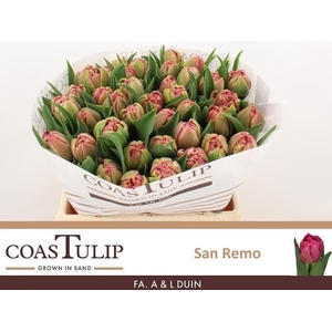 TULIPA DU 'SAN REMO'
