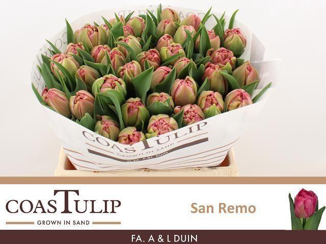 <h4>TULIPA DU 'SAN REMO'</h4>