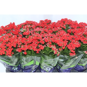KALANCHOE DOBRADO P11 VERMELHO