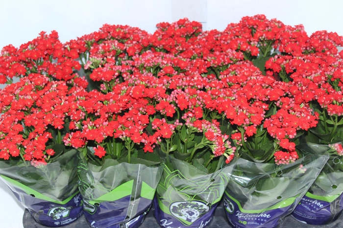 <h4>KALANCHOE DOBRADO P11 VERMELHO</h4>
