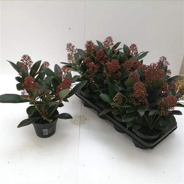 <h4>Skimmia japonica 'Rubella' 5+BLOEMEN</h4>
